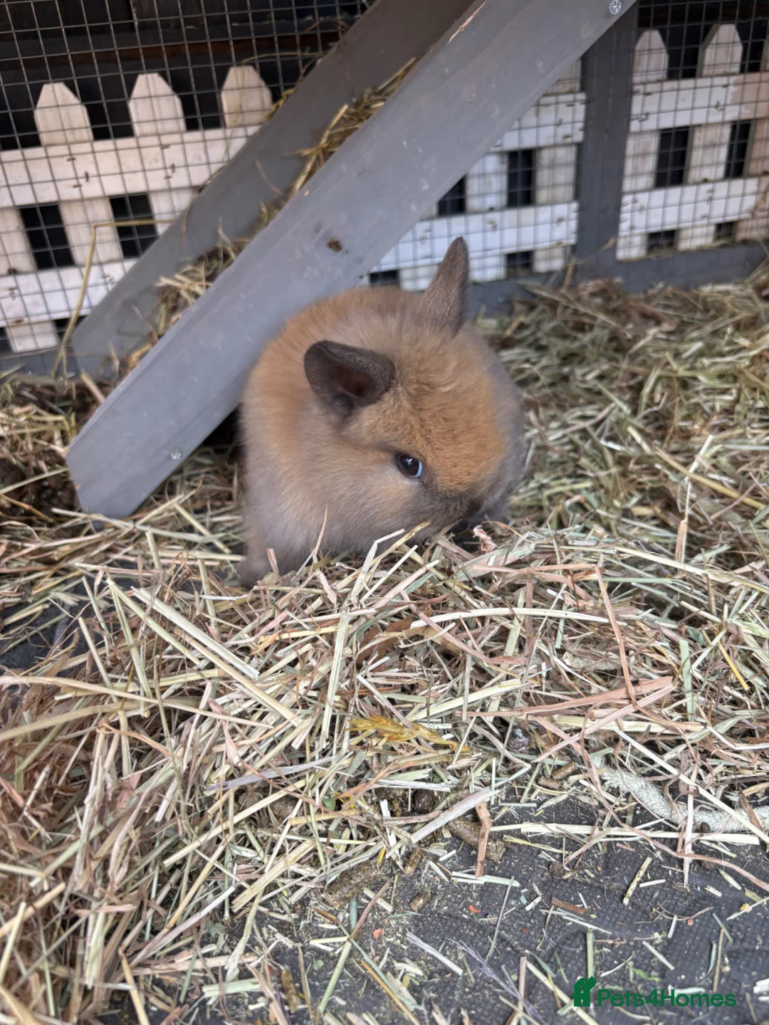 Lionhead rabbits for sale: lionmane rabbit  - Advert 2