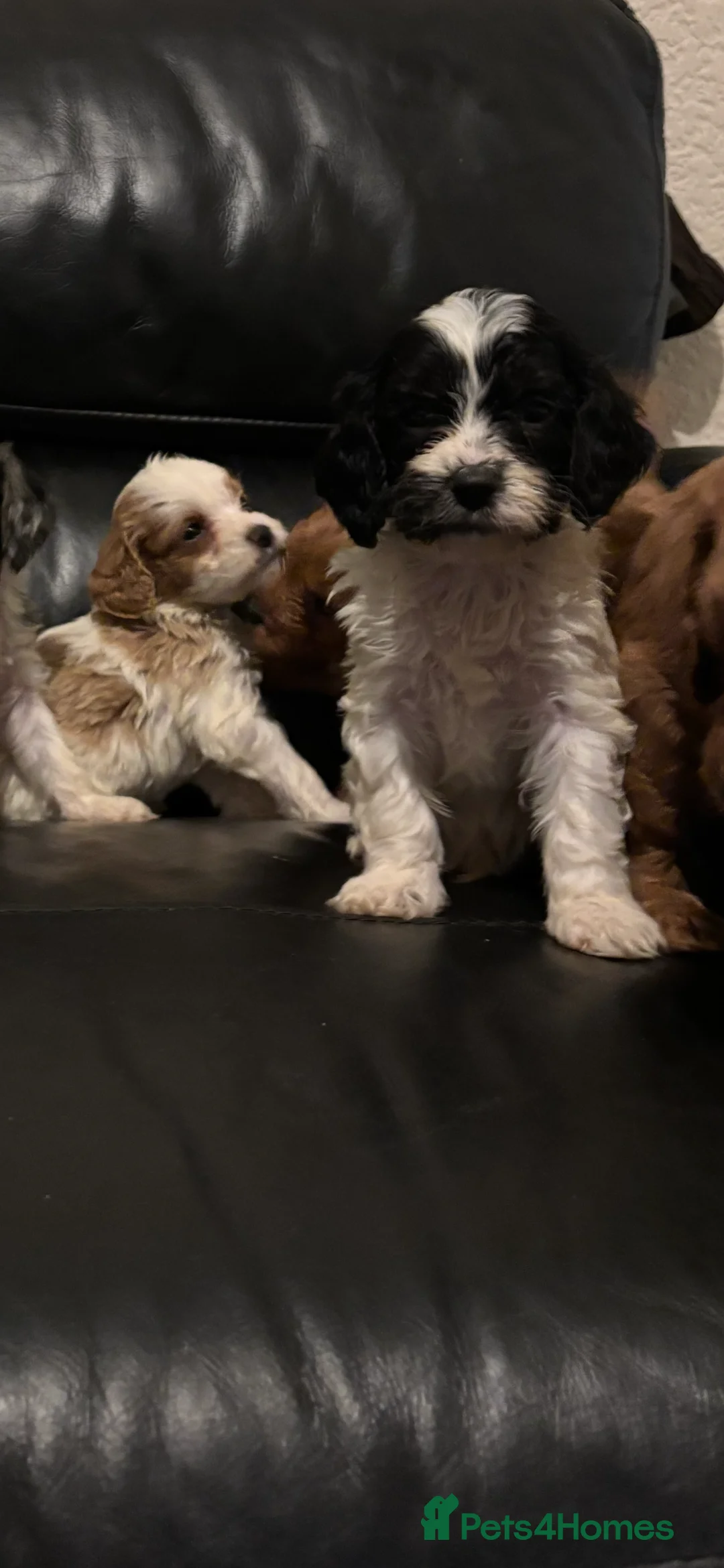 Cavapoo dogs for sale: F1 Cavapoo puppies  - Advert 4