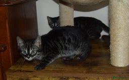 Bengal cats for sale: BEAUTIFUL HALF BENGAL KITTENS - Image 12