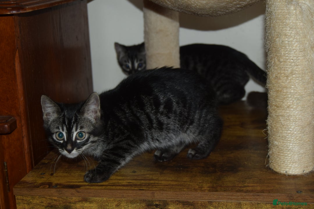 Bengal cats for sale: BEAUTIFUL HALF BENGAL KITTENS - Image 12