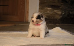 Australian Shepherd dogs for sale: Australian Shepherd Puppies  - Image 17