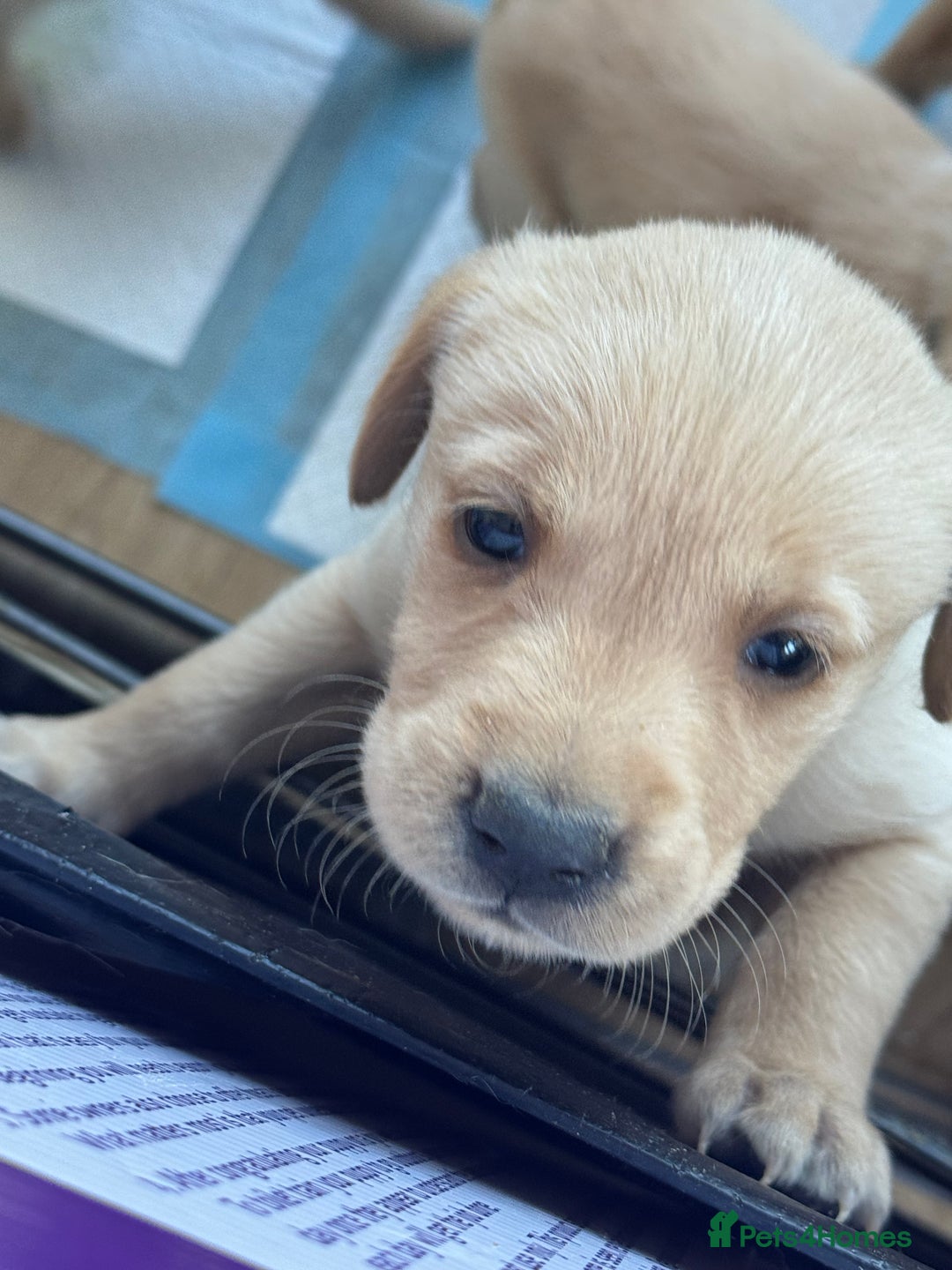 Goldador dogs for sale: Beautiful goldador puppies  - Image 4