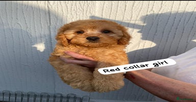 Cavapoochon dogs - Advert 2