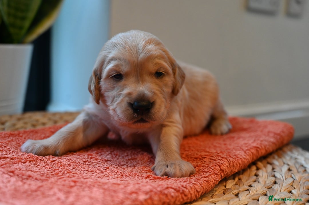 Golden Retriever dogs for sale: Golden Retriever pups for sale - Advert 22