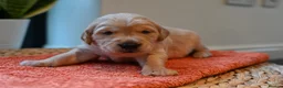 Golden Retriever dogs for sale: Golden Retriever pups for sale - Advert 23