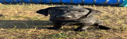 Labrador Retriever dogs for sale: Part Trainer Labradors - Pet/Assistance Dog/Gundog - Advert 7