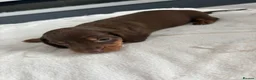 Dachshund dogs for sale: Beautiful littler of dachshund puppies  - Advert 12