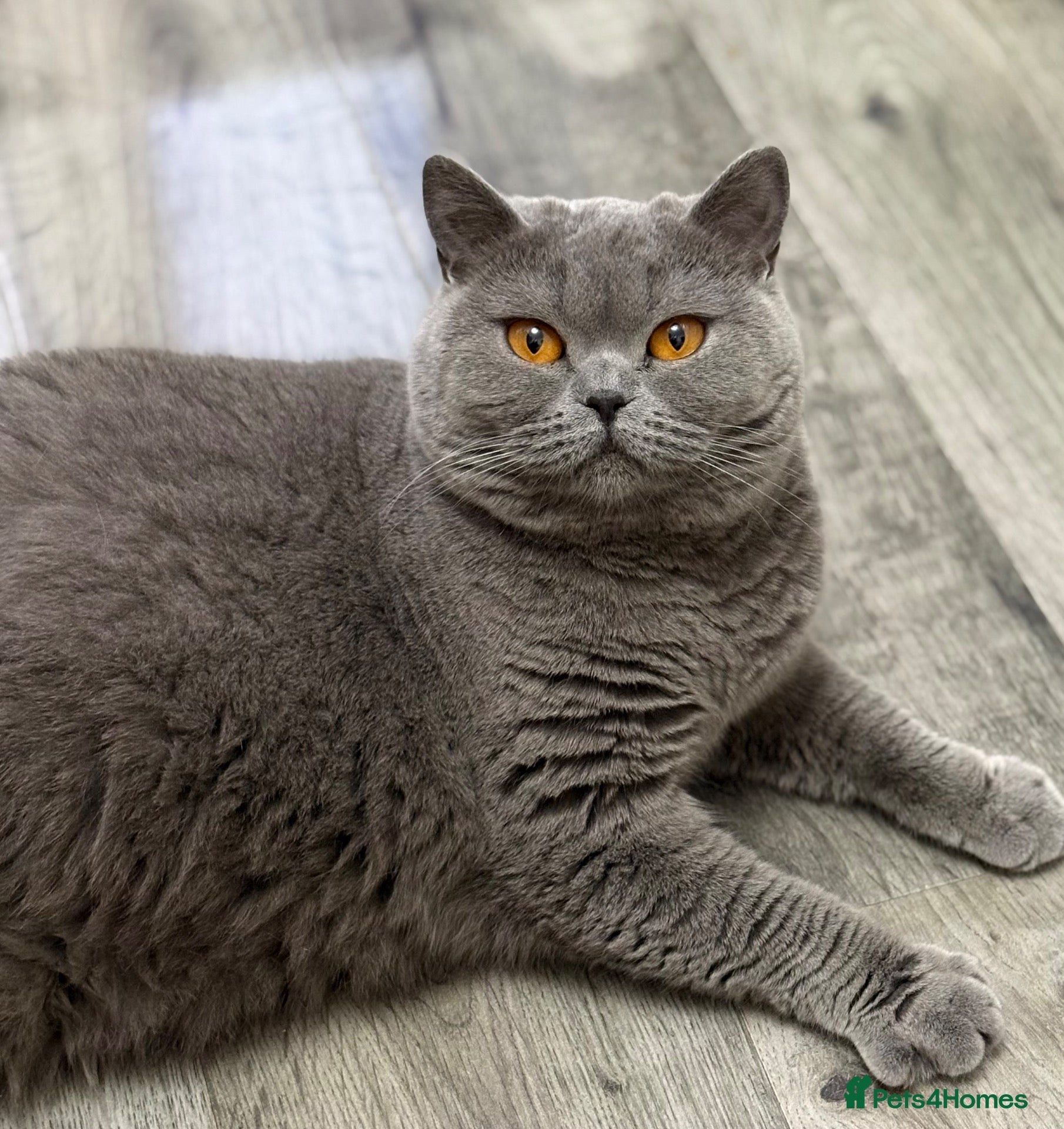 British Shorthair cats GCCF Active blue girl. Champ parents  - Advert 1