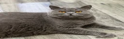 British Shorthair cats for sale: GCCF Active blue girl. Champ parents  - Advert 1