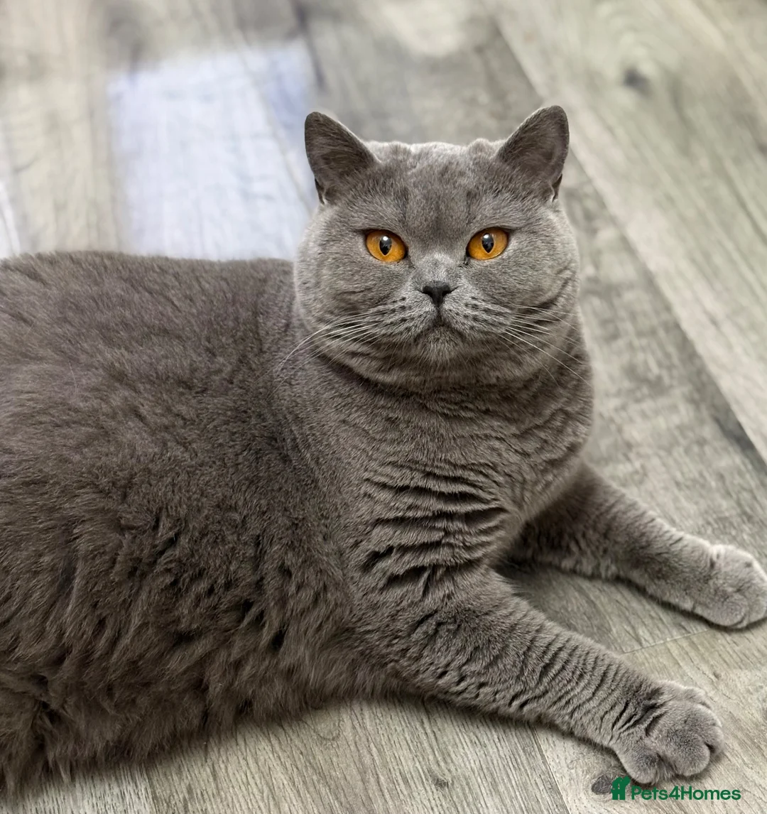 British Shorthair cats for sale: GCCF Active blue girl. Champ parents  - Advert 1