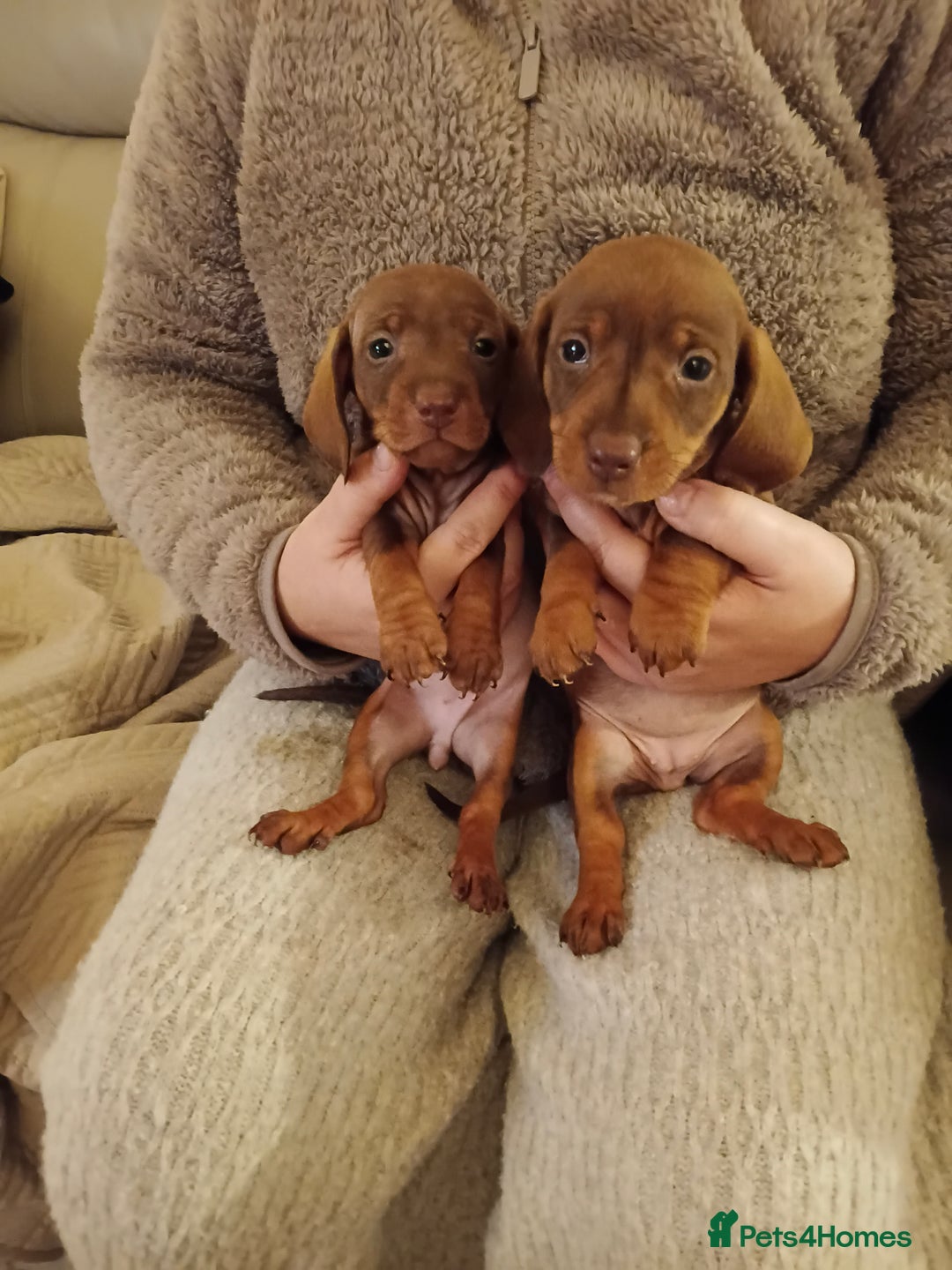 Dachshund dogs for sale: Adorable miniature daschunds - Image 6