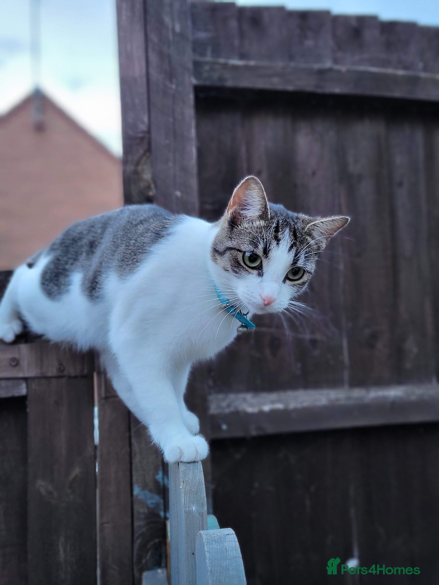Domestic Shorthair cats for sale: Beaux in Wellingborough - Advert 11