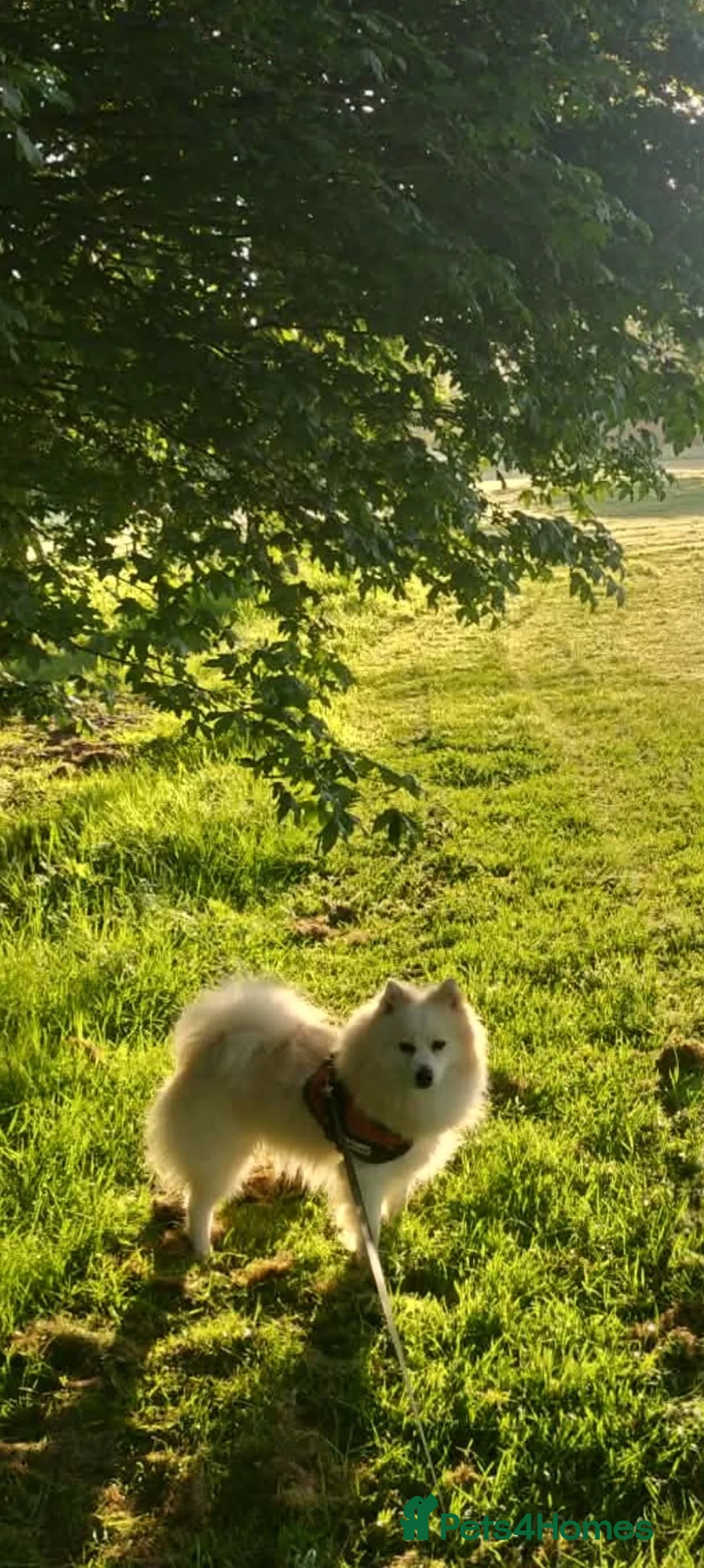Japanese Spitz dogs for sale: Our Japanese Spitz looking for a new, loving home. in Leeds - Advert 2