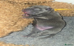 Mixed Breed dogs for sale: Chaffy puppies - Image 1