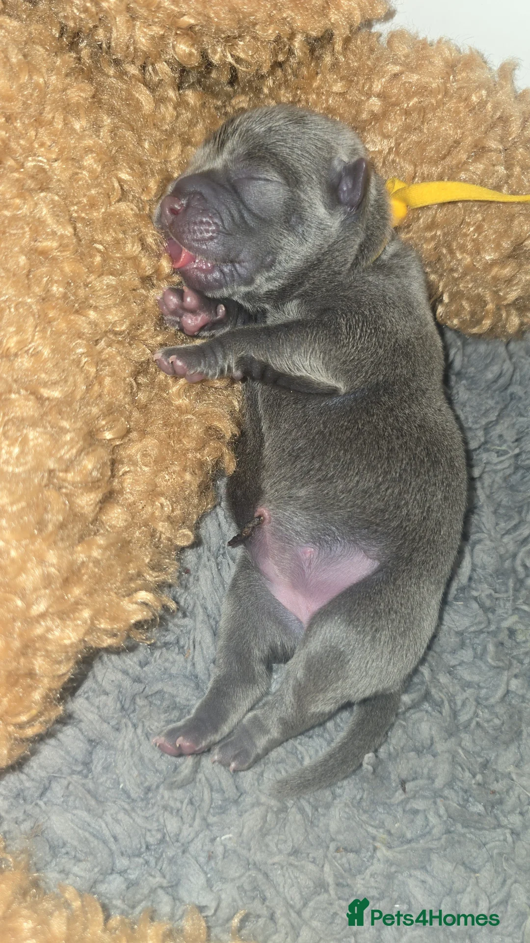 Mixed Breed dogs for sale: Chaffy puppies - Advert 25