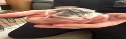 Domestic Shorthair cats for sale: A Stunning Litter Of Six Newborn Kittens  - Advert 15