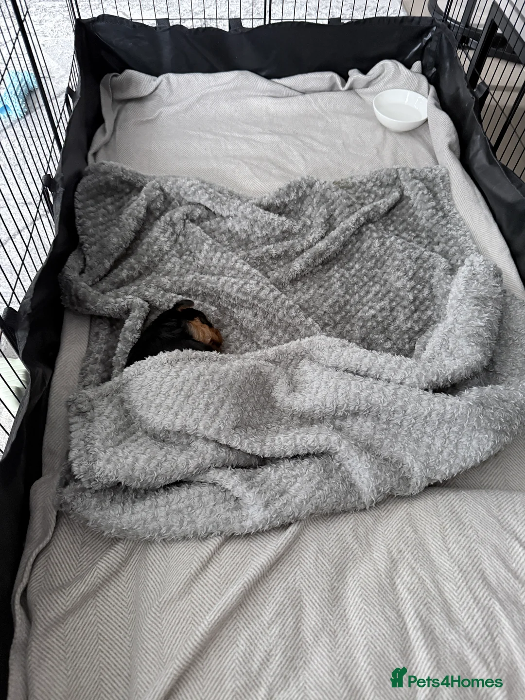 Yorkshire Terrier dogs for sale: Adorable Bonnie Yorkshire Terrier Puppy  - Advert 5