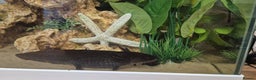 Other/Mixed Breed fish for sale: Axolotl fertilised eggs - Advert 4
