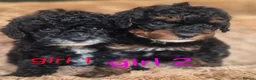 Toy Poodle dogs for sale: Toy poodle 🐩 kc registered mum and dad  in Chester - Advert 23