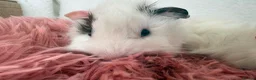 Guinea Pig rodents for sale: Guinea pigs  - Advert 10