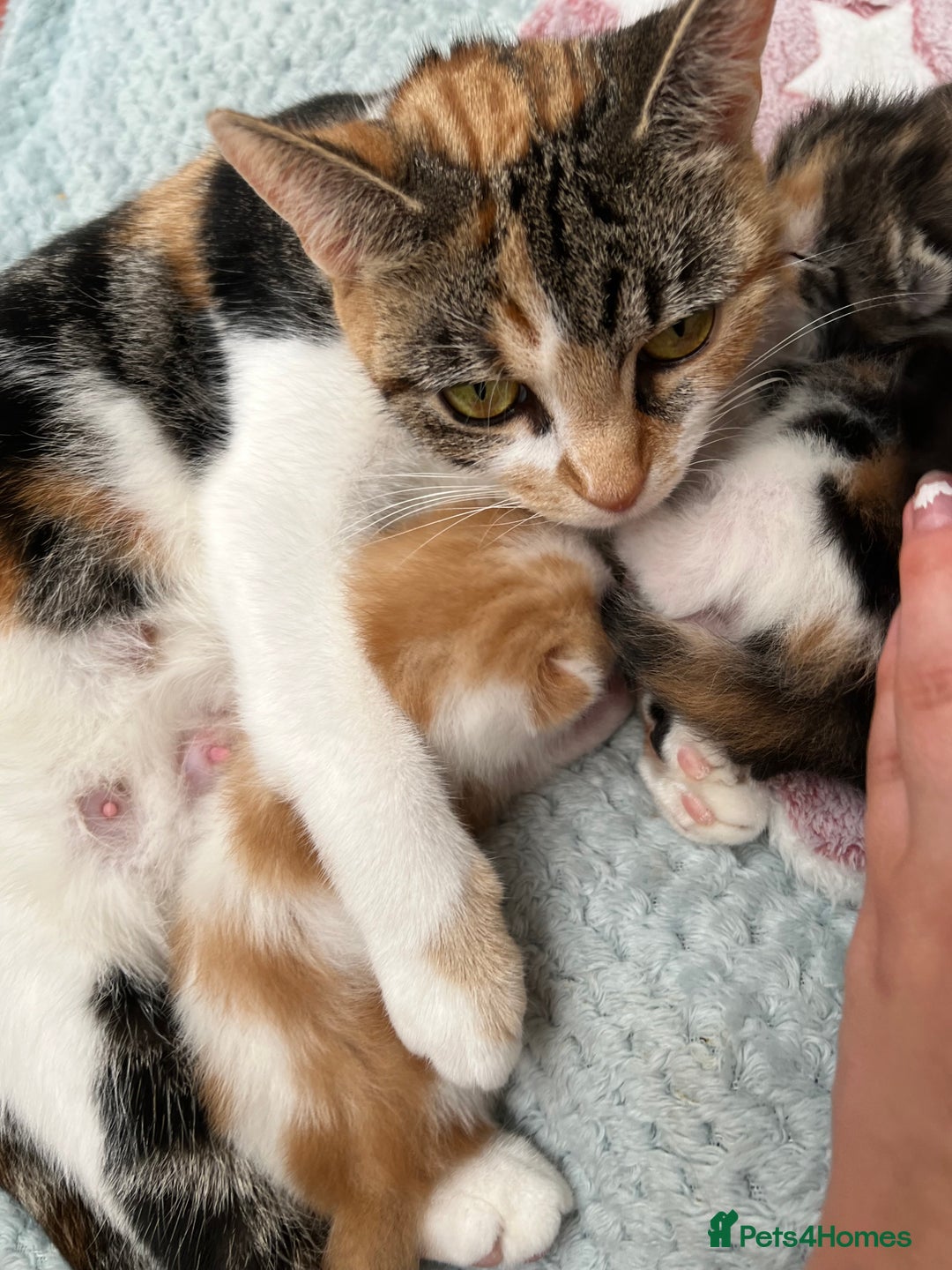 Mixed Breed cats for sale: 3 mixed breed kittens available - Image 21