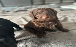 Mixed Breed dogs for sale: HEALTH TESTED STANDARD SIZE BERNEDOODLE  - Image 4