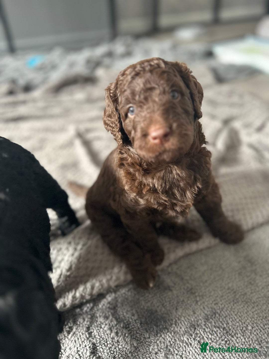 Mixed Breed dogs for sale: HEALTH TESTED STANDARD SIZE BERNEDOODLE  - Image 4