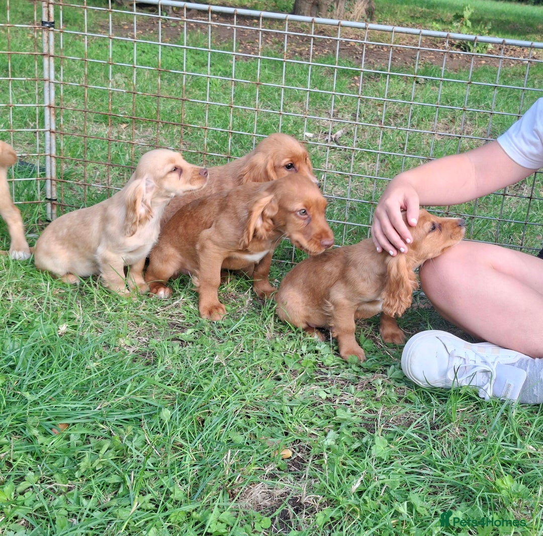 Cocker Spaniel dogs for sale: Working type cocker spaniel boys - Image 7