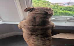 American Bully dogs for stud: Bruce  - Image 9