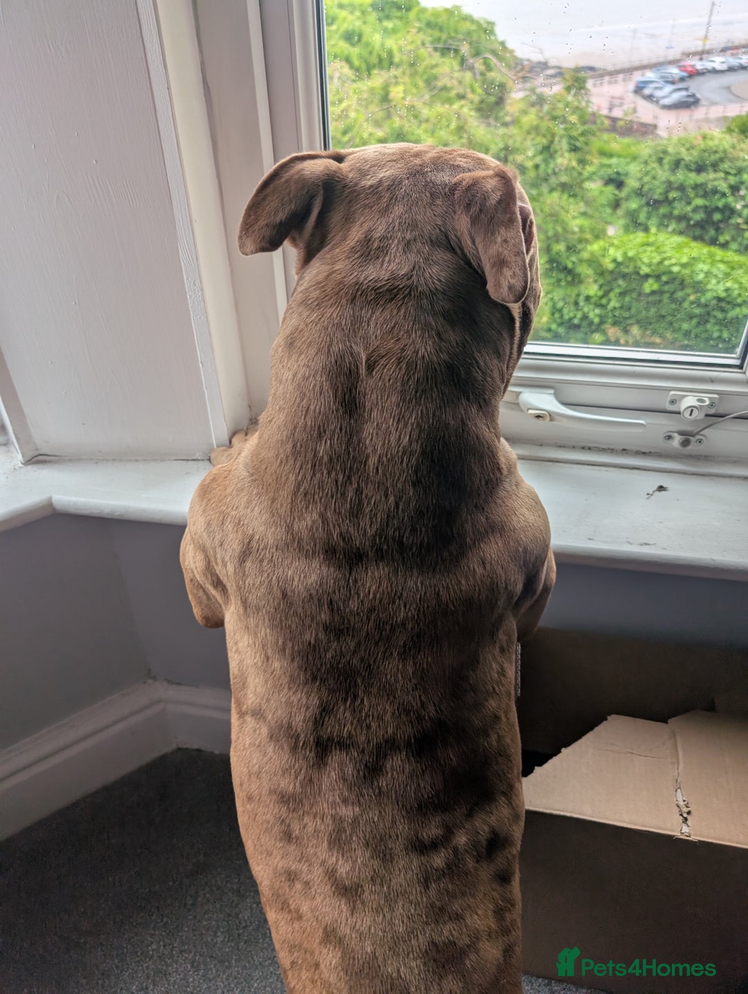 American Bully dogs for stud: Bruce  - Image 9