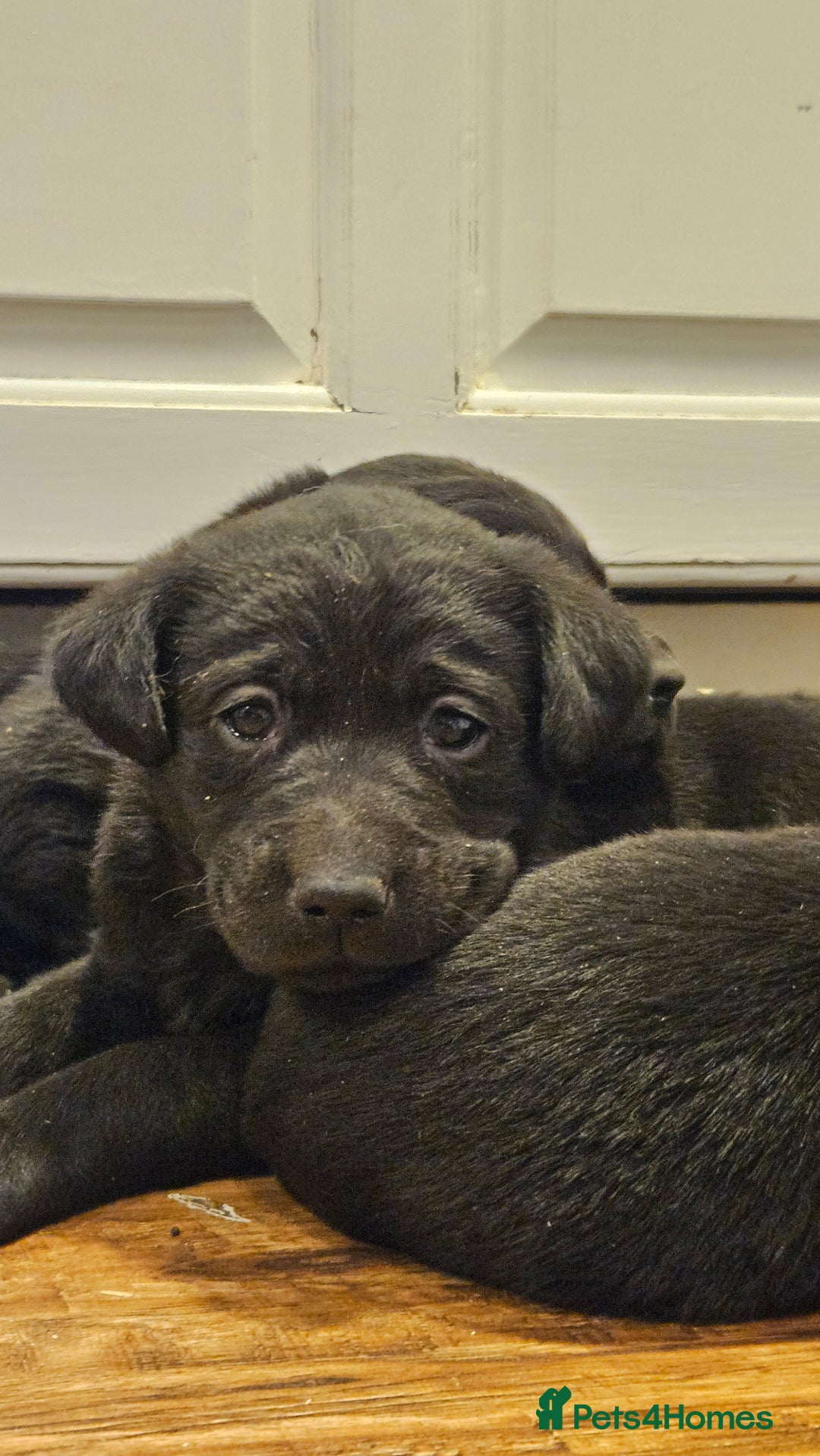 Labrador Retriever dogs for sale: Beautiful litter of KC registered Labrador Puppies - Advert 12