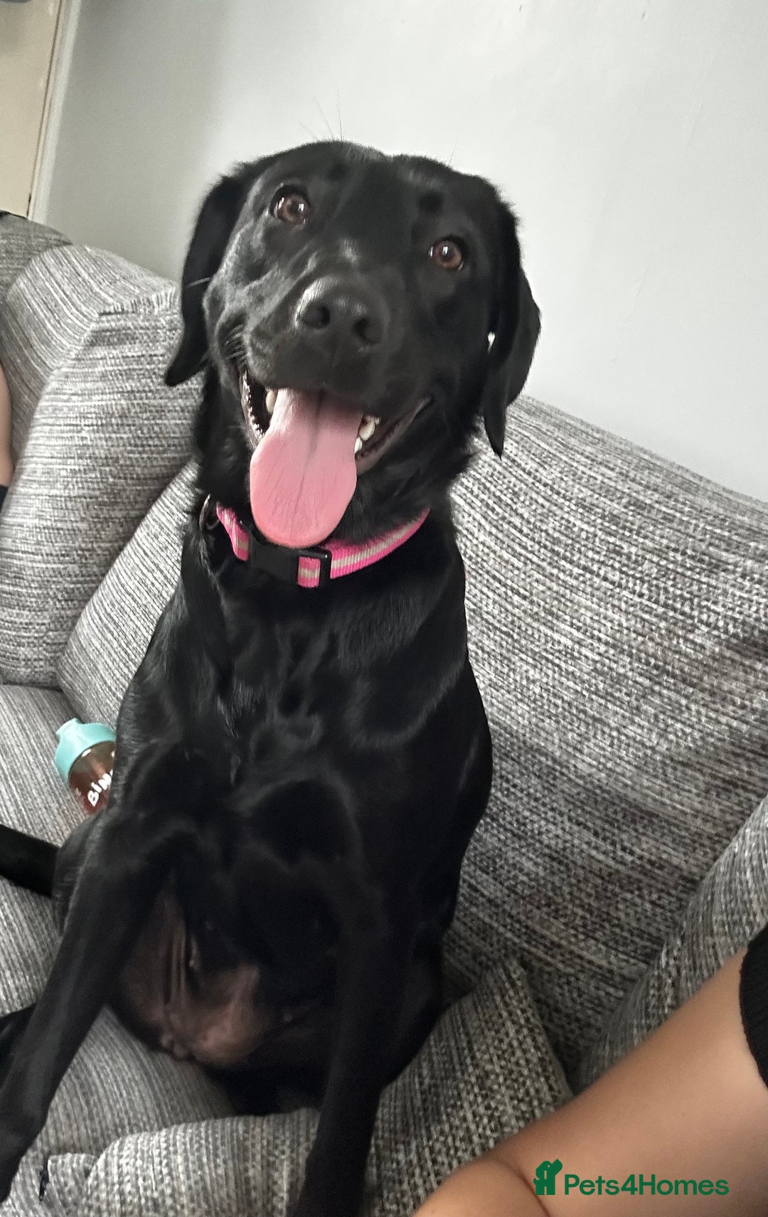Labrador Retriever dogs for sale: 14 month Labrador Retriever - Advert 2