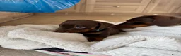 Miniature Dachshund dogs for sale: Chocolate and tan miniature dachshund puppies in Bristol - Advert 5