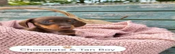 Miniature Dachshund dogs for sale: Miniature Dachshund Boys and Girl - Advert 28