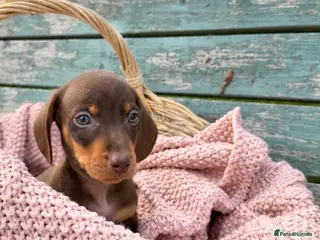 Miniature Dachshund dogs Miniature Dachshund Boys and Girl - Advert 1