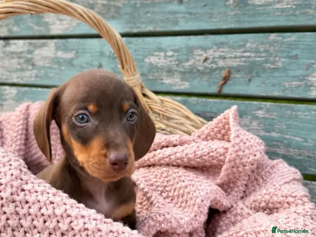 Miniature Dachshund dogs for sale: Miniature Dachshund Boys and Girl - Advert 5