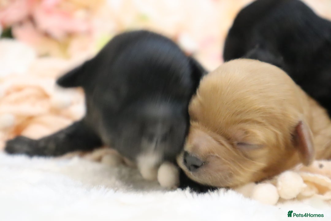 Cavapoo dogs for sale: Health Tested Cavapoo Puppies - Image 18