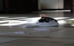 British Shorthair cats for sale: 2 Bundles of Joy!! Ready now!! - Image 16