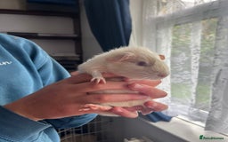 Guinea Pig rodents for sale: 2 little piggies  - Image 3