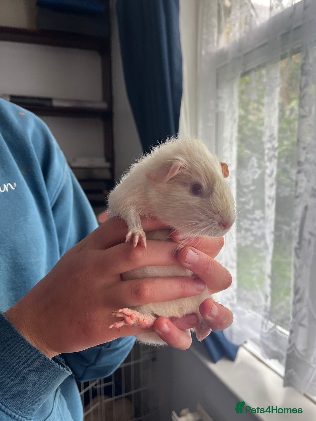 Guinea Pig rodents for sale: 2 little piggies  - Image 3