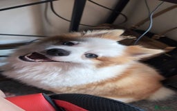 Pomsky dogs for stud: Stud looking for a girlfriend  - Image 1