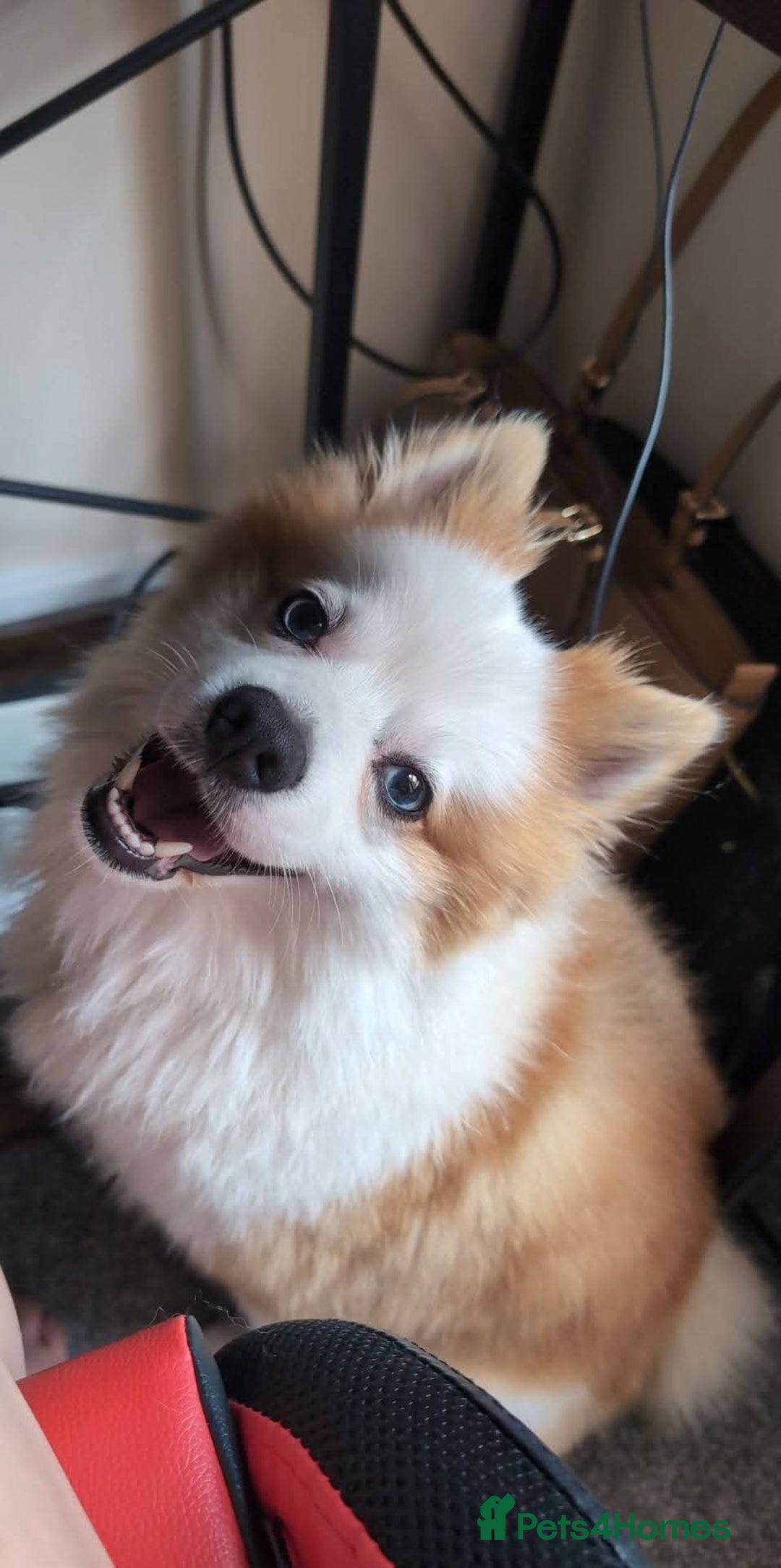 Pomsky dogs for stud: Stud looking for a girlfriend  - Image 1
