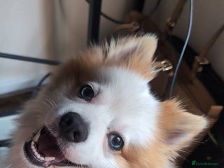 Pomsky dogs - Advert 2