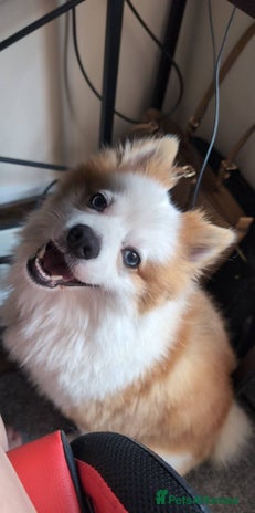 Pomsky dogs - Advert 1