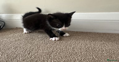 Mixed Breed cats - Advert 13