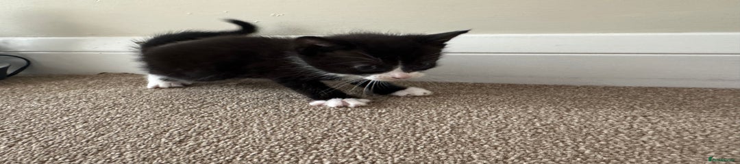 Mixed Breed Kitten 4