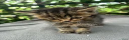 British Shorthair cats for sale:  britishshort x kittens - Advert 14
