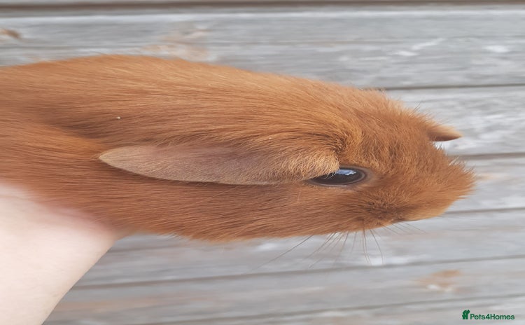 Guinea Pig rodents - Advert 2