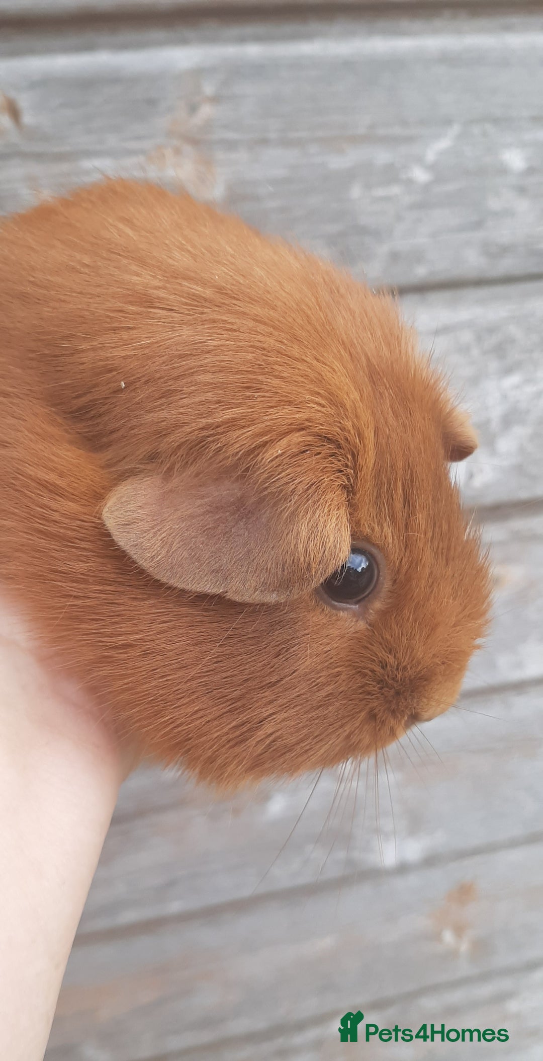 Guinea Pig rodents for sale: Guinea pig females - Image 1
