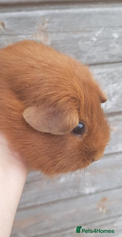 Guinea Pig rodents - Advert 15